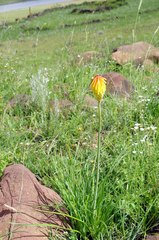 Kniphofia triangularis