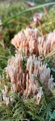 Ramaria stricta