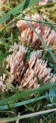 Ramaria stricta