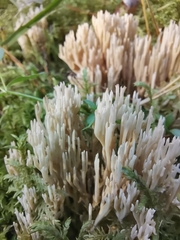 Ramaria stricta