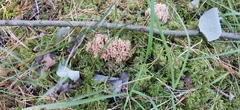 Ramaria stricta