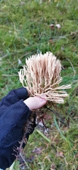 Ramaria stricta