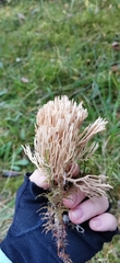 Ramaria stricta