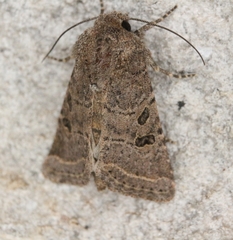 Protorthodes melanopis