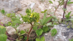 Medicago orbicularis