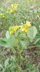Medicago orbicularis