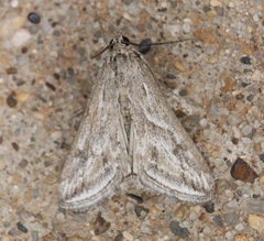 Evergestis vinctalis