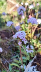 Valeriana tuberosa