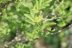 Sambucus nigra