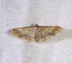 Idaea celtima