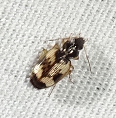 Tetragonoderus fasciatus