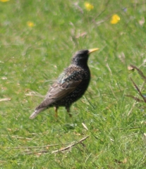 Sturnus vulgaris
