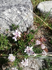 Iberis procumbens