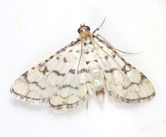 Hileithia rehamalis