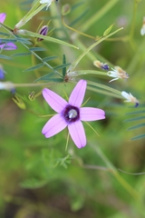 Campanula lusitanica