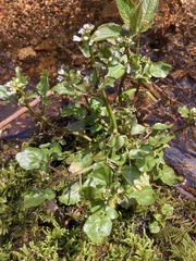 Cardamine breweri