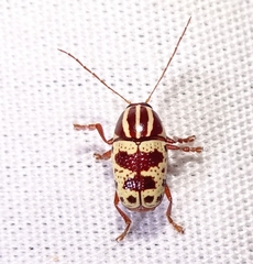 Cryptocephalus leucomelas