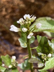 Cardamine breweri