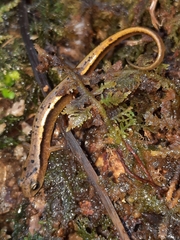 Eurycea wilderae