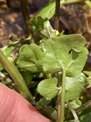 Cardamine breweri