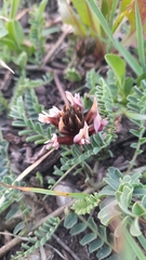 Astragalus palaestinus