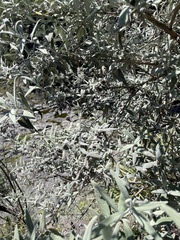 Buddleja cordobensis