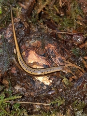 Eurycea wilderae