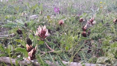 Astragalus palaestinus