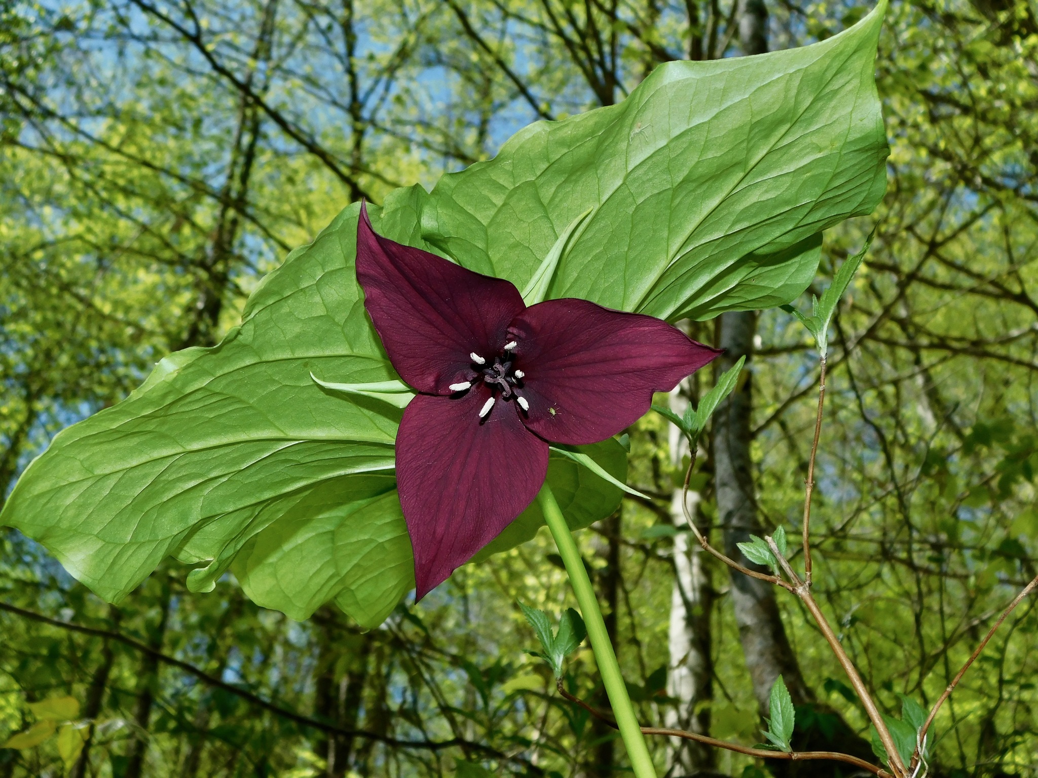 Trillium vaseyi