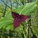 Vasey's Trillium - Photo (c) Michael J. Papay, some rights reserved (CC BY), uploaded by Michael J. Papay