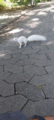 Sciurus carolinensis