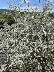 Buddleja cordobensis