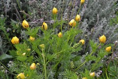 Adonis microcarpa