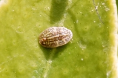 Coccus pseudomagnoliarum