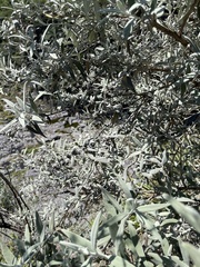 Buddleja cordobensis