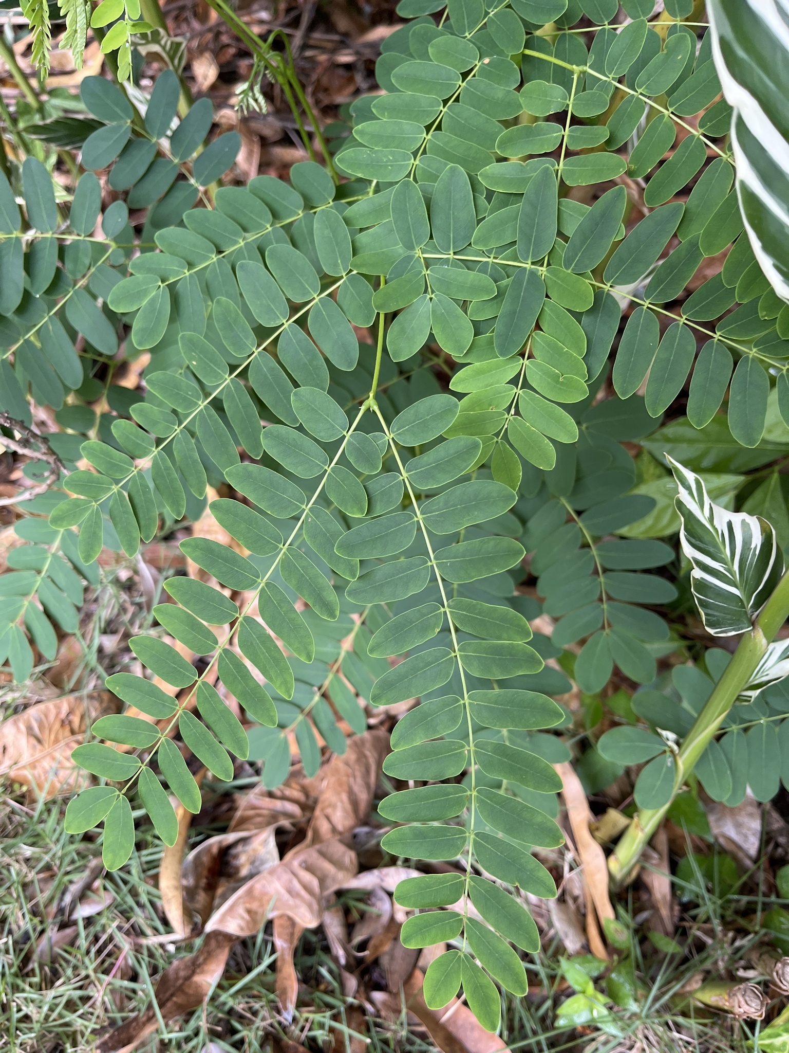 Albizia procera (Roxb.) Benth.