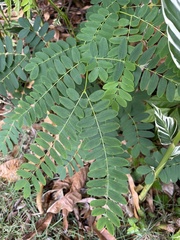 Albizia procera