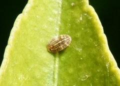 Coccus pseudomagnoliarum