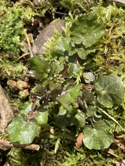 Cardamine breweri