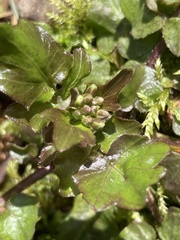 Cardamine breweri