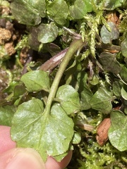 Cardamine breweri