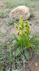 Ophrys umbilicata
