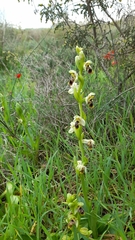 Ophrys umbilicata