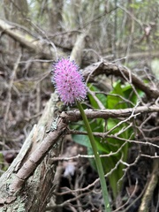 Helonias bullata