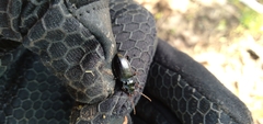 Nebriinae