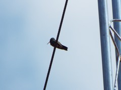Cynanthus latirostris