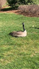 Branta canadensis
