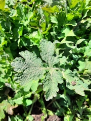 Chelidonium majus