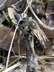 Andrena barbara