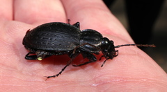 Carabus vinctus